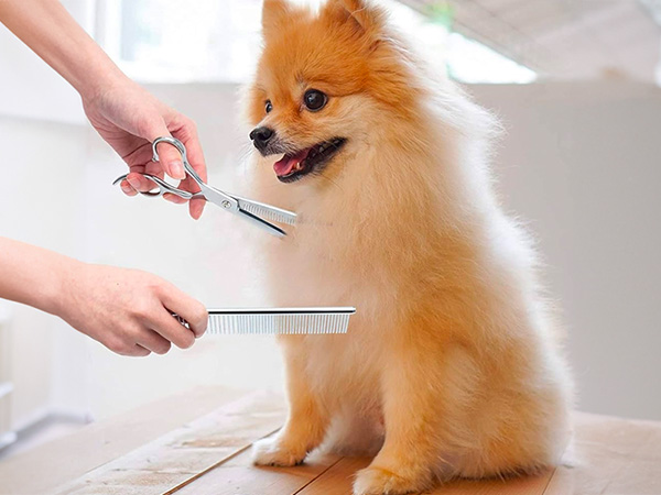 Lưu ý khi chọn kéo cắt tỉa lông thú cưng